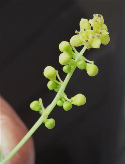 Male Inflorescence